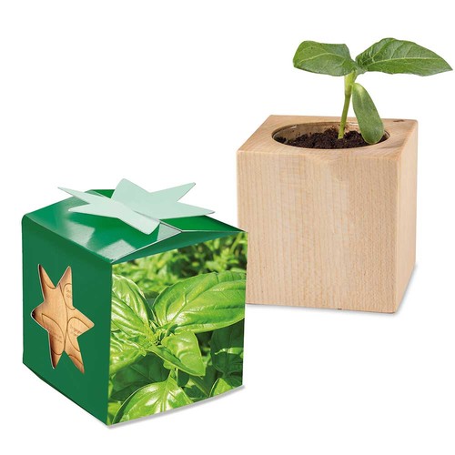 erbe aromatiche