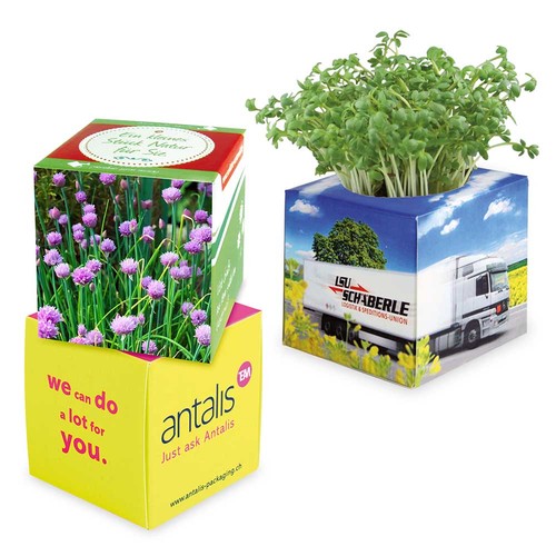 Plant-cube 2.0 with seeds - Christmas - chives