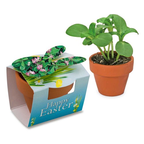 Mini lapin en pot avec graines - Trèfle persan Mini lapin en pot avec graines - Trèfle persan