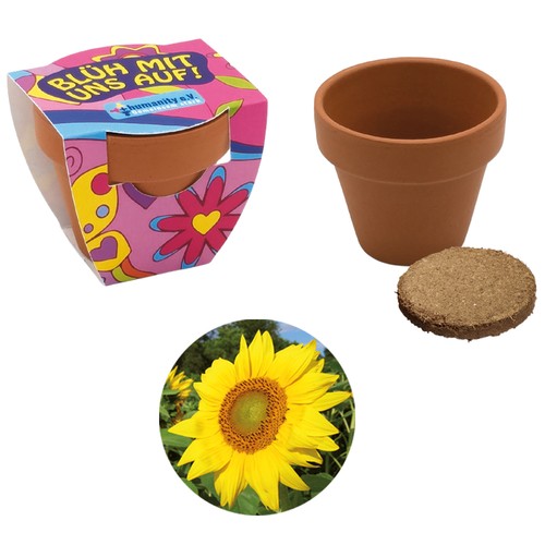 Small terracotta plant pots - Sunflower