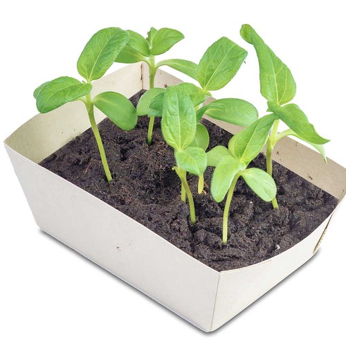 Jardinière en papier bambou avec graines - Marguerite