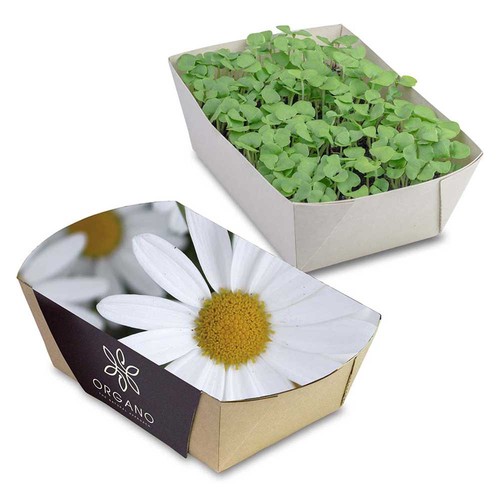 Jardinière en papier bambou avec graines - Marguerite