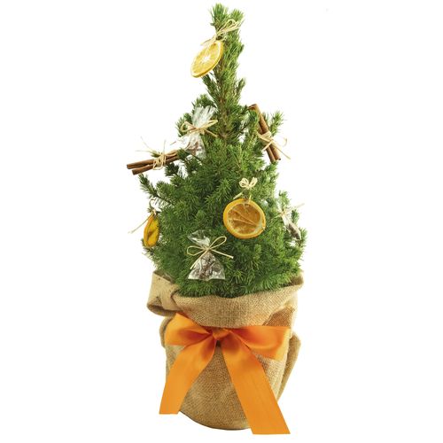 Sapin Fragrances d'Hiver 35-45 cm