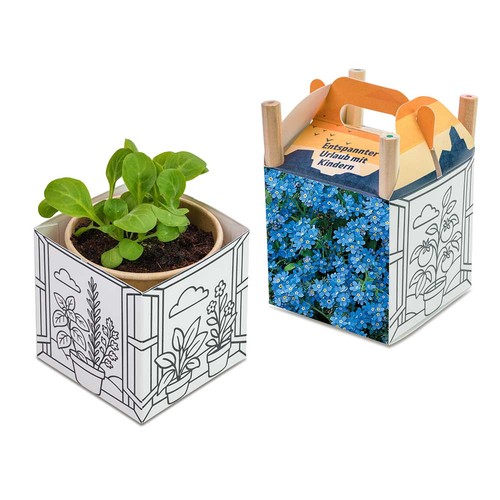 Colorer et cultiver la maison - Myosotis