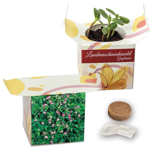 Hanging pot - Persian clover (seeds) Hanging pot - Persian clover (seeds)