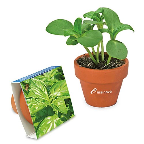 Logo-pot with seeds - teracotta - Basil Logo-pot with seeds - teracotta - Basil