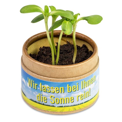 Boite kraft avec graines - Mélange de fleurs d'été