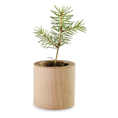albero