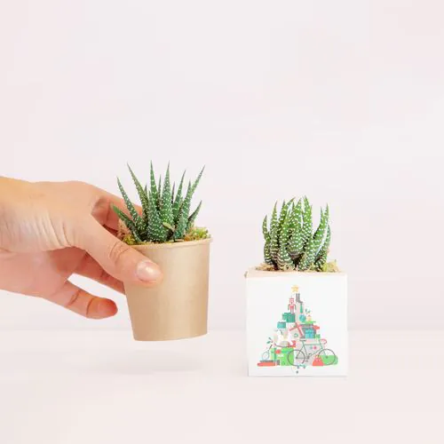 Cactus zero Cactus zero