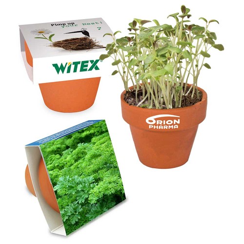 erbe aromatiche
