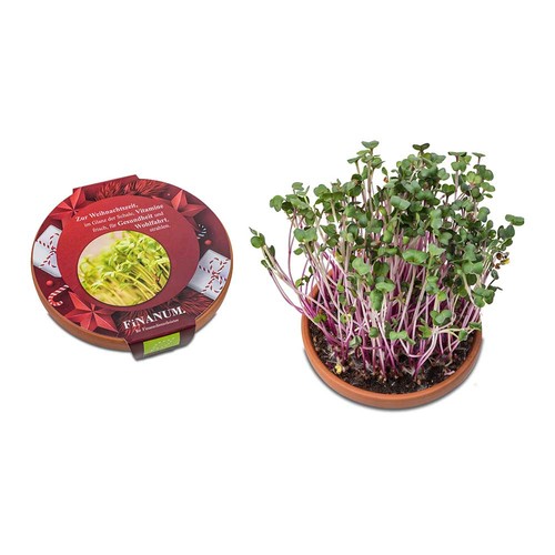 Bol de vitamines - Radis rose de Chine Bol de vitamines - Radis rose de Chine