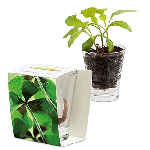 Caffeino-Glass with seeds - Four-leaf clover Caffeino-Glass with seeds - Four-leaf clover