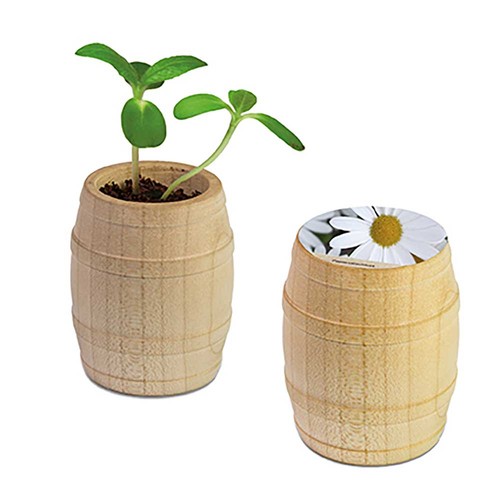 Plant-barrel with seeds - Marguerite Plant-barrel with seeds - Marguerite