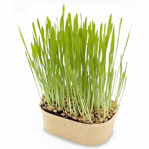 Cat grass planting kit - Cat grass