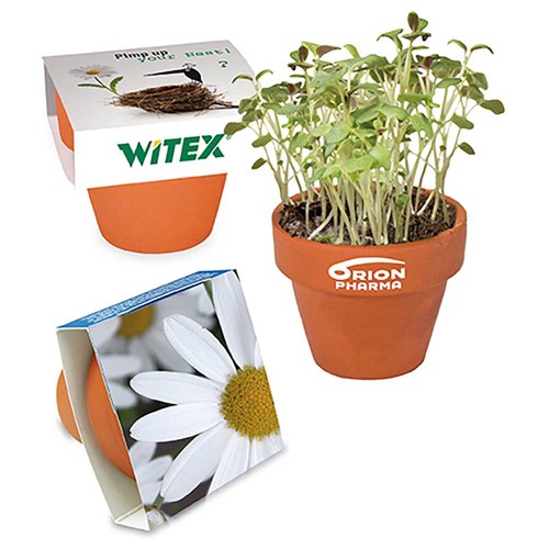 Mini pot terre cuite avec graines - Marguerite