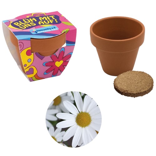 Small terracotta plant pots - Oxeye daisy