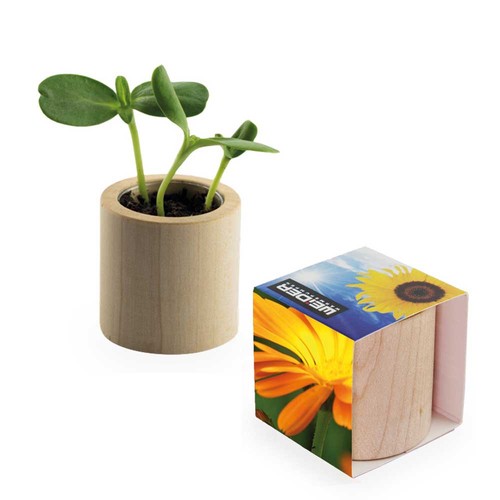 Houten plantenset rond met zaden - Goudsbloem Houten plantenset rond met zaden - Goudsbloem