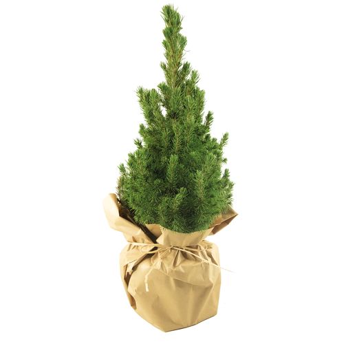 Christmas Tree Purely Natural 35-45 cm Christmas Tree Purely Natural 35-45 cm