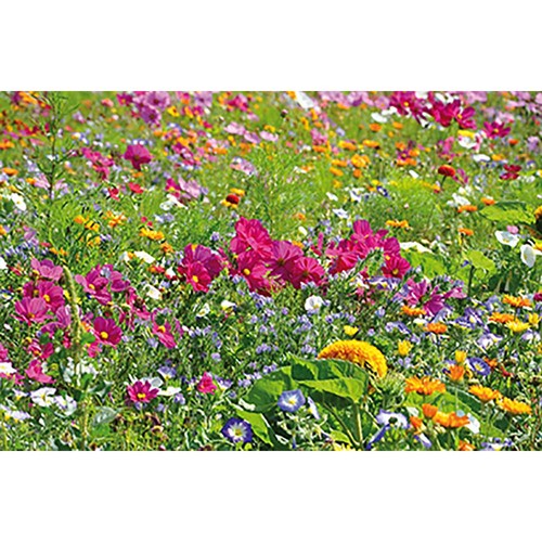 Zaden sachet - Zomerbloemen mix