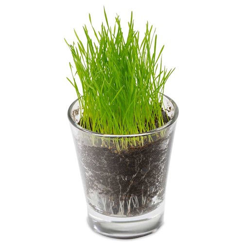 Caffeino-Glass with seeds - Herb-mixture Caffeino-Glass with seeds - Herb-mixture