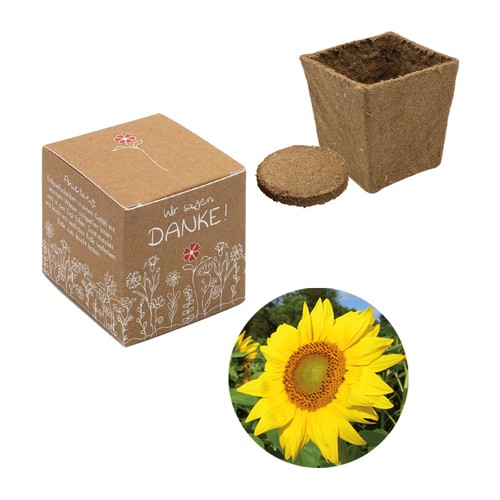 Cube-plantset (klein) - Zonnebloem
