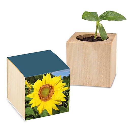 Houten plantenset met zaden - Zonnebloemen Houten plantenset met zaden - Zonnebloemen