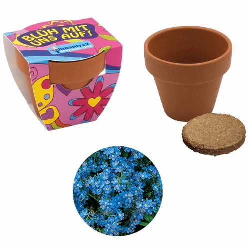 Small terracotta plant pots - Forget-me-not