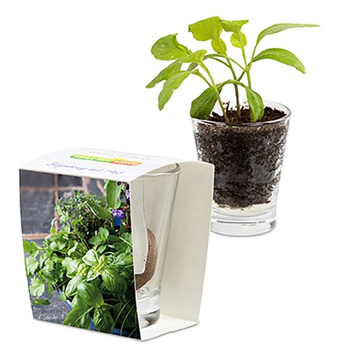 Caffeino-Glass with seeds - Herb-mixture