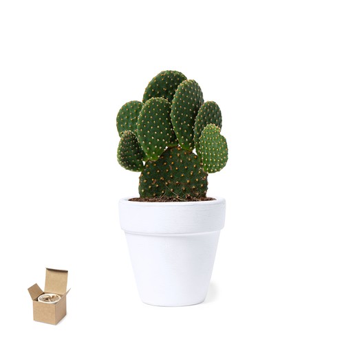 Flowerpot Konte Flowerpot Konte