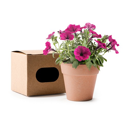 Pot de graines de pétunia Heta