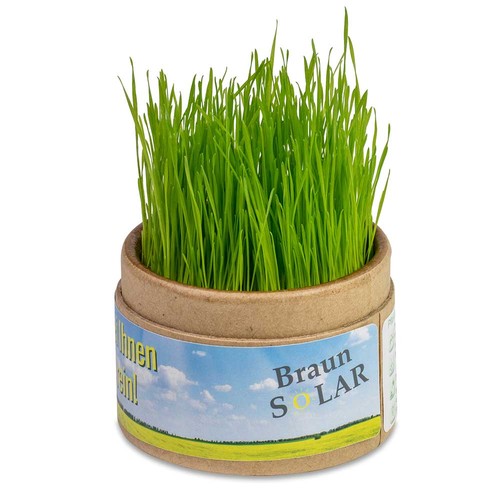 Boite kraft avec graines - Trèfle à 4 feuilles