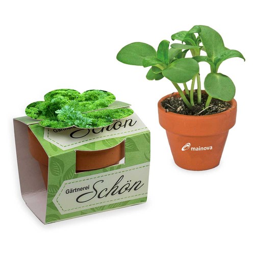erbe aromatiche erbe aromatiche