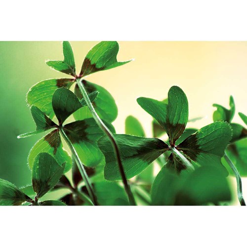 Mini Pot en terre cuite sous pochette avec graines - Four-leaf clover