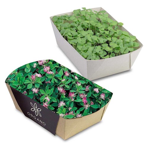 Jardinière en papier bambou avec graines - Trèfle persan