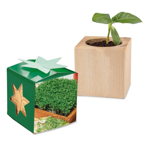Pot cube bois mini en boite star-box avec graines - Cresson de jardin Pot cube bois mini en boite star-box avec graines - Cresson de jardin