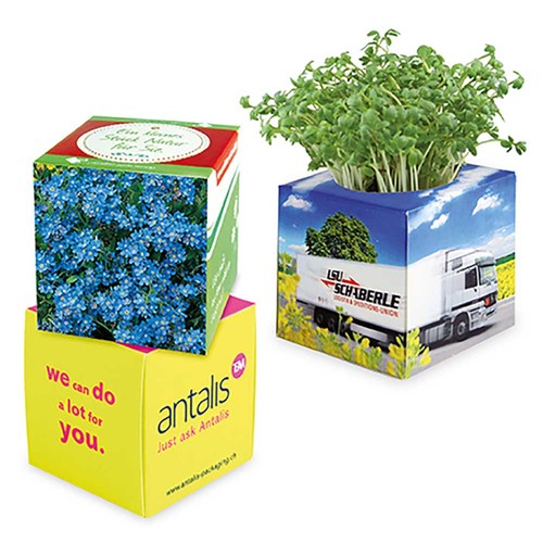 Plant-cube 2.0 with seeds - Christmas - Forget-me-not