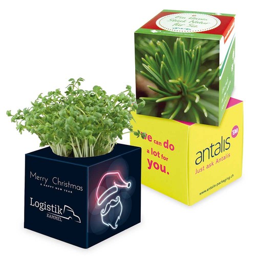 Plant-cube 2.0 with seeds - Christmas - Spruce