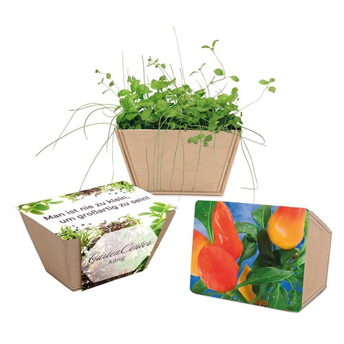 Mini-bed with seeds - Chili