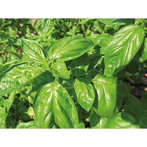 Color & Grow House - Basil