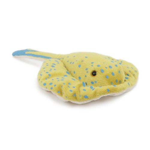 Raie à taches bleues, petite 28 cm