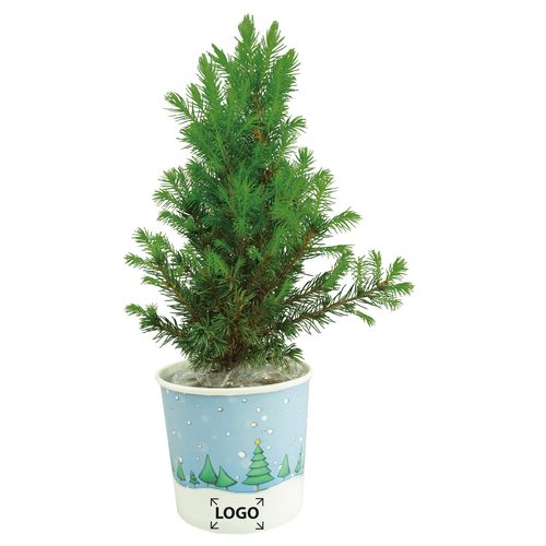 Sapin Gobelet 20-30 cm