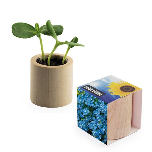 Pot rond en bois avec graines - Myosotis Pot rond en bois avec graines - Myosotis