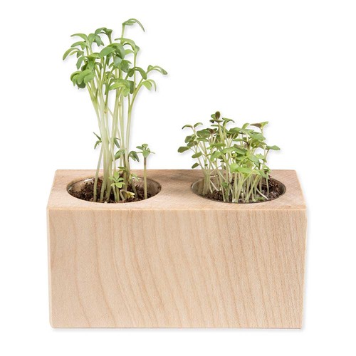 Pflanz-Holz 2er Set mit Samen - Schnittlauch Pflanz-Holz 2er Set mit Samen - Schnittlauch