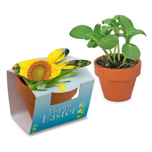 Mini lapin en pot avec graines - Tournesol