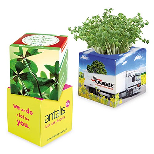 Plant-cube 2.0 with seeds - Christmas - Four-leaf clover