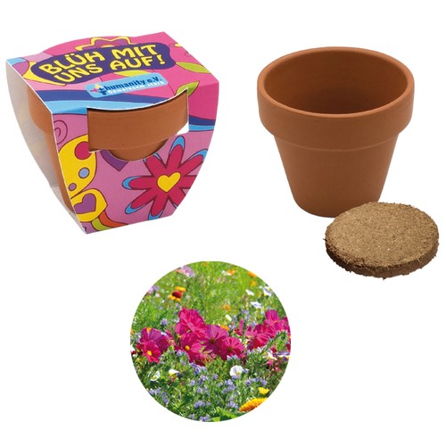 Small terracotta plant pots - Summer flower mix