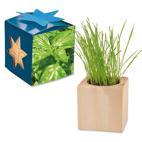 erbe aromatiche