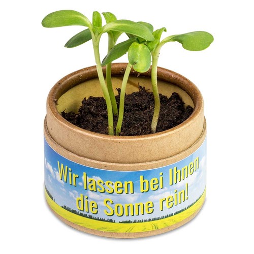 Boite kraft avec graines - Myosotis Boite kraft avec graines - Myosotis