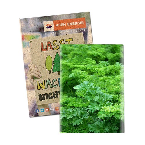erbe aromatiche