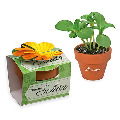 Mini pot terre cuite en fourreau fleur avec graines - Souci